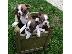 PoulaTo: Κουτάβια Border Collie
